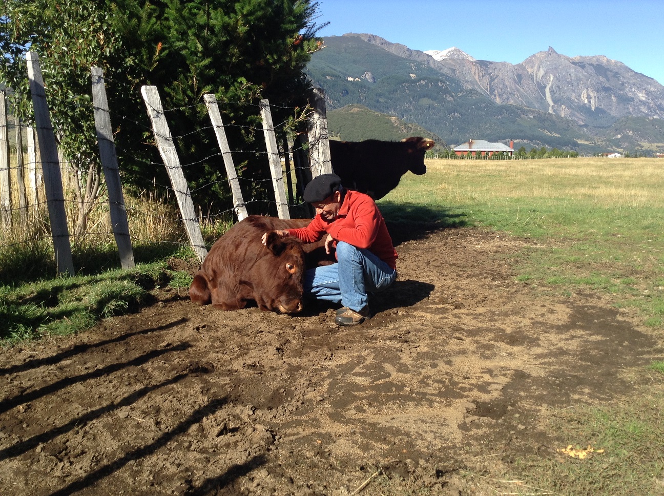 Ganadería en el Fundo La Pampita, Mañihuales, Región de Aysén